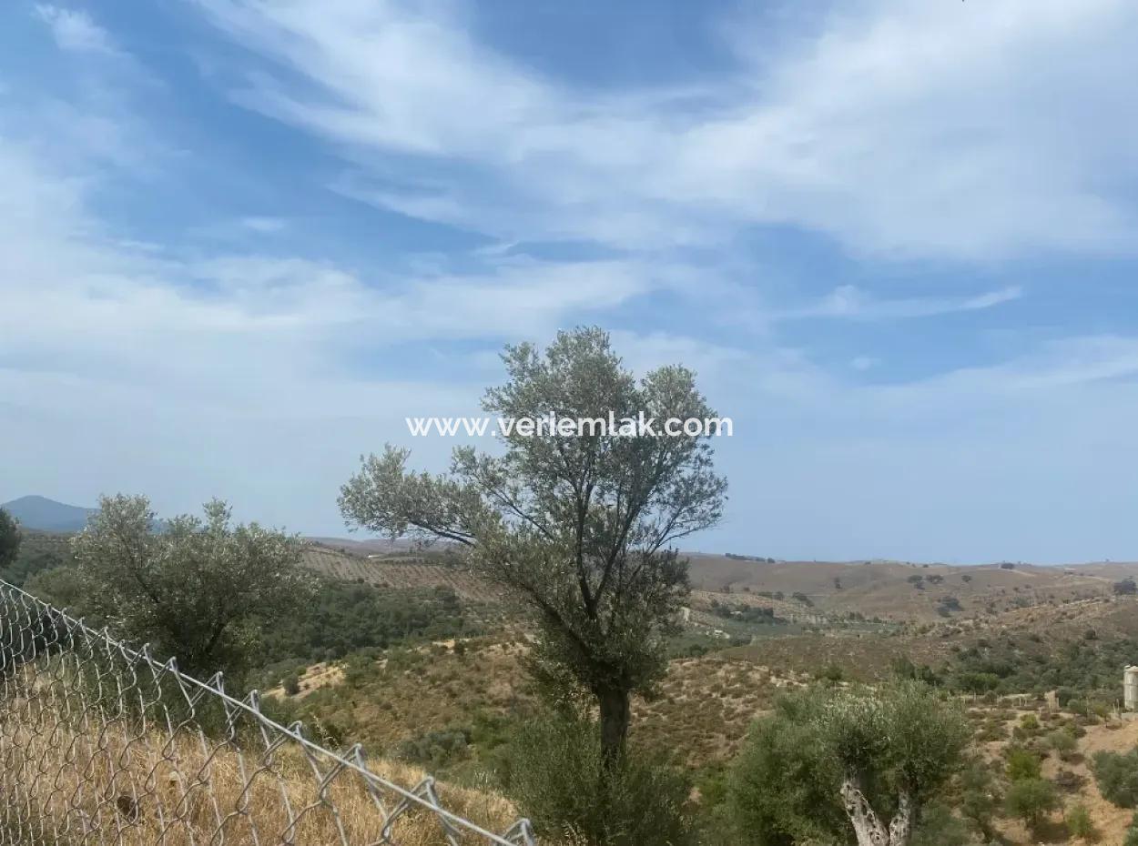 9050 M2 Mit Katasterstrasse In Seferihisar, Verflochten Mit Der Natur, Oliven Zu Verkaufen