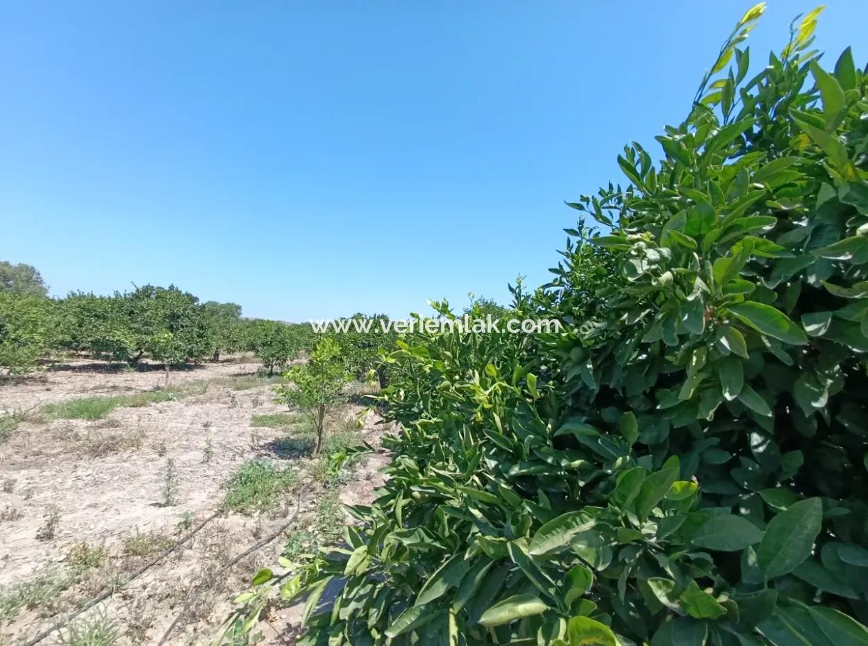 Mandarinengarten In Akarca: Eine Einzigartige Investitionsmöglichkeit!