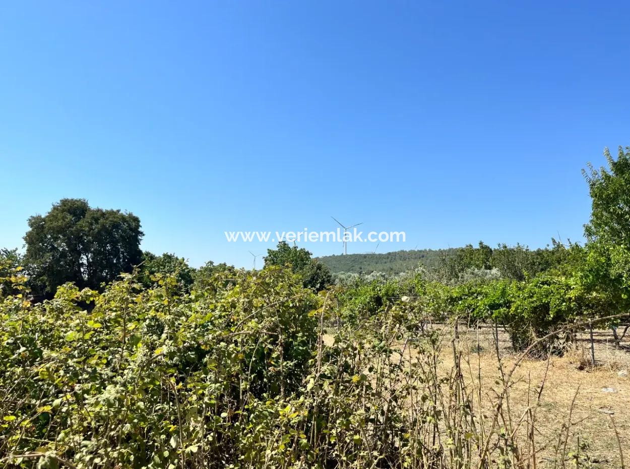 Einzigartiges Feld In Der Nachbarschaft Von Seferihisar Düzce