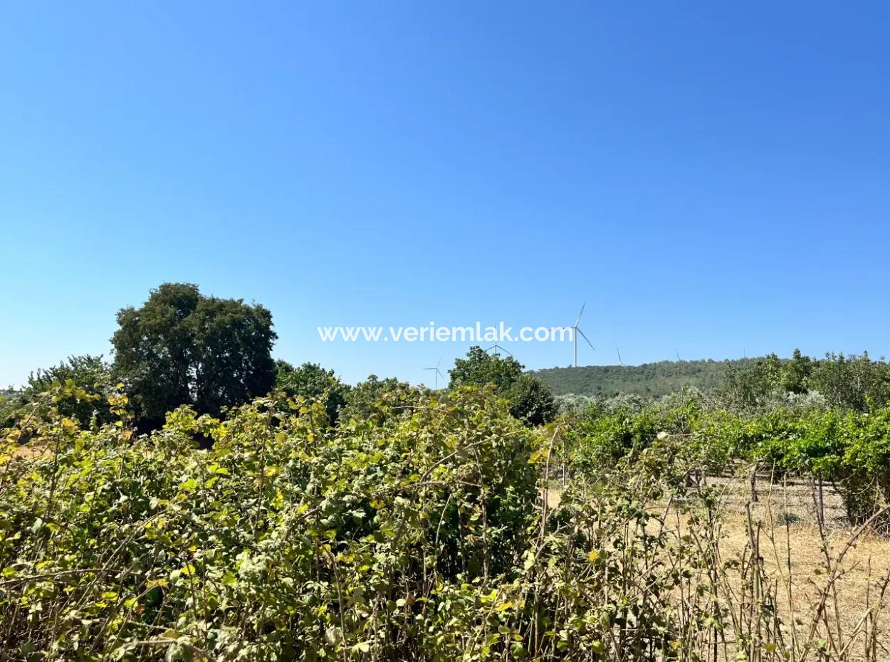 Einzigartiges Feld In Der Nachbarschaft Von Seferihisar Düzce
