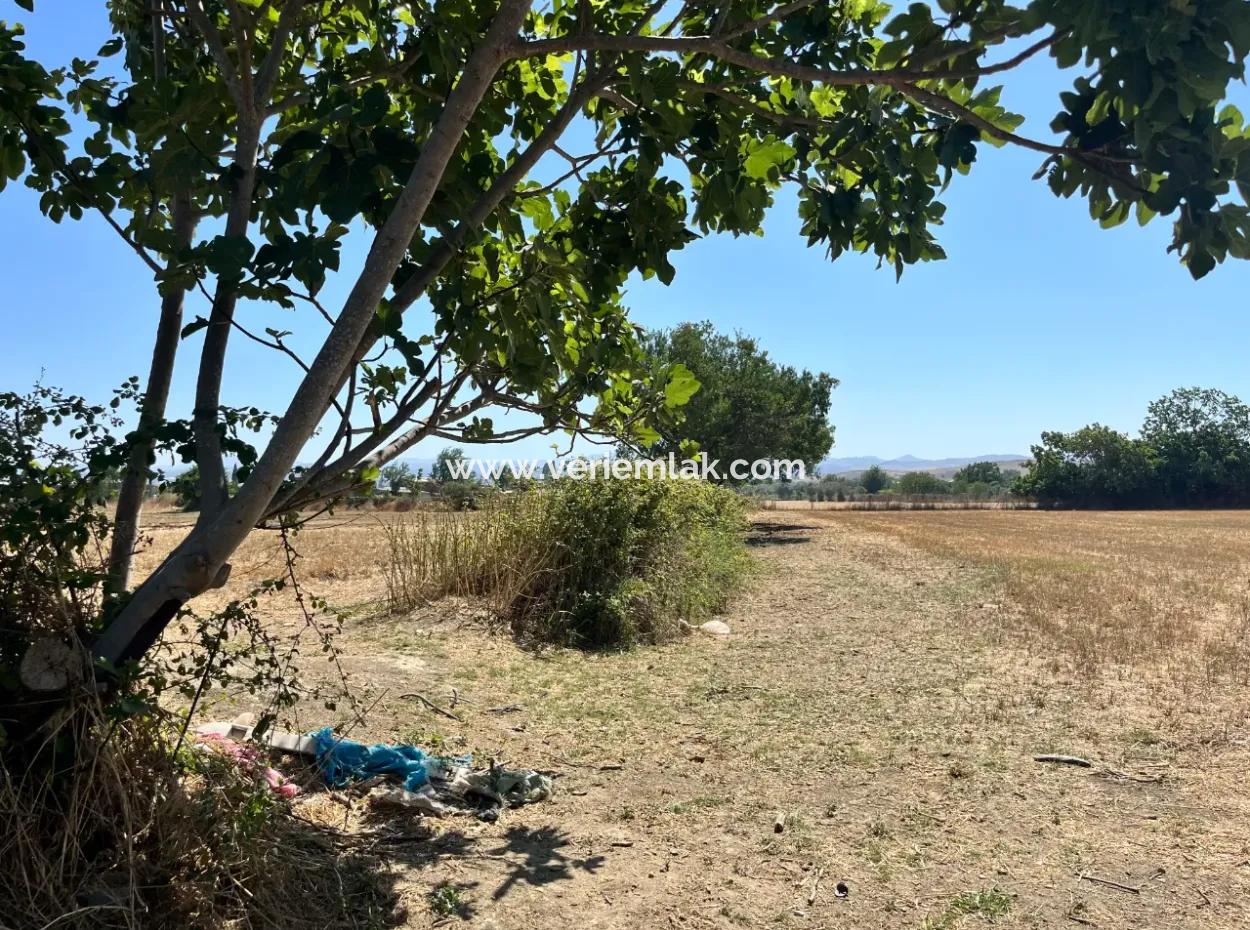 Einzigartiges Feld In Der Nachbarschaft Von Seferihisar Düzce