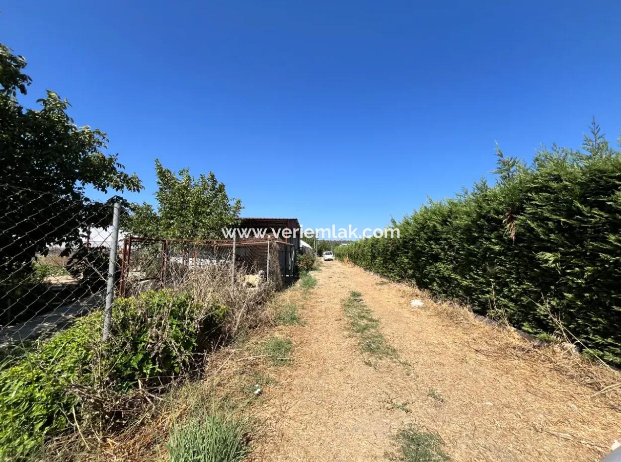 Einzigartiges Feld In Der Nachbarschaft Von Seferihisar Düzce