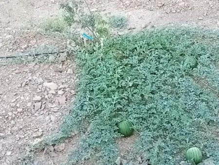 Auf Dem Weg Nach Seferihisar Ulamış, Investitionsmöglichkeit! 1700 M² Olivenhain-Grundstück Mit Panoramablick