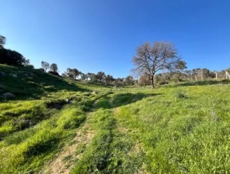 10.000 M² Katasterstraße, Panoramablick Auf Die Natur Grundstück Zum Verkauf In Orhanlı, Seferihisar