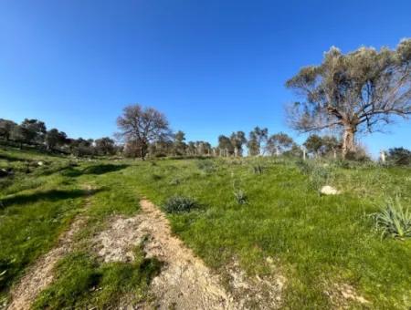 10.000 M² Katasterstraße, Panoramablick Auf Die Natur Grundstück Zum Verkauf In Orhanlı, Seferihisar