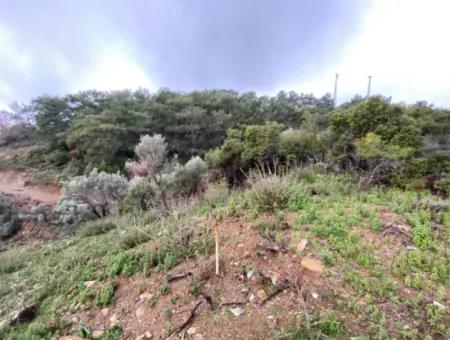 2000 M² Olivenhain In Seferihisar Beyler – 200 Meter Vom Dorfzentrum Entfernt!