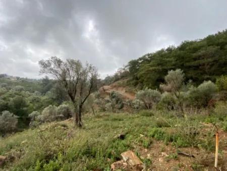 2000 M² Olivenhain In Seferihisar Beyler – 200 Meter Vom Dorfzentrum Entfernt!