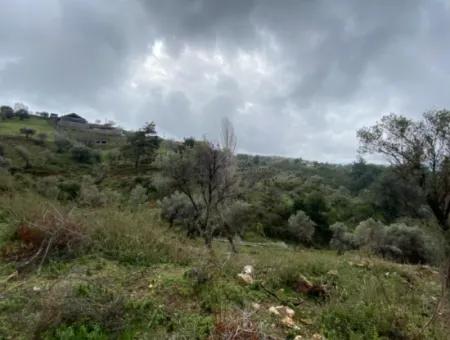 2000 M² Olivenhain In Seferihisar Beyler – 200 Meter Vom Dorfzentrum Entfernt!