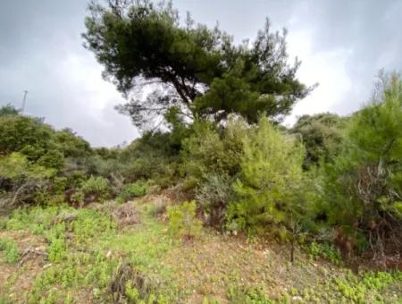 2000 M² Olivenhain In Seferihisar Beyler – 200 Meter Vom Dorfzentrum Entfernt!