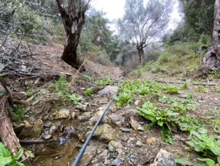 2000 M² Olivenhain In Seferihisar Beyler – 200 Meter Vom Dorfzentrum Entfernt!