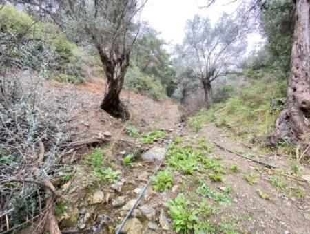 2000 M² Olivenhain In Seferihisar Beyler – 200 Meter Vom Dorfzentrum Entfernt!