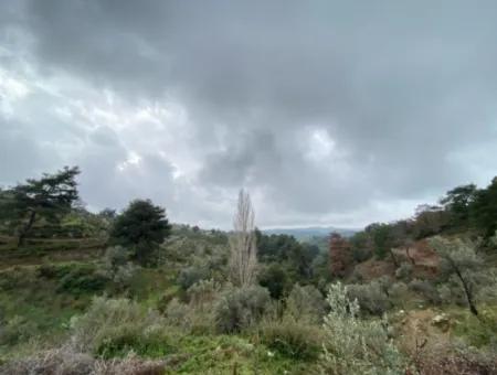 2000 M² Olivenhain In Seferihisar Beyler – 200 Meter Vom Dorfzentrum Entfernt!