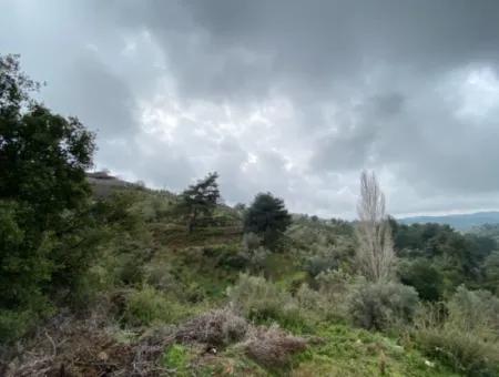 2000 M² Olivenhain In Seferihisar Beyler – 200 Meter Vom Dorfzentrum Entfernt!
