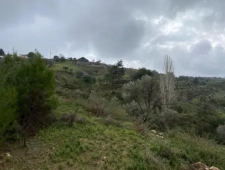 2000 M² Olivenhain In Seferihisar Beyler – 200 Meter Vom Dorfzentrum Entfernt!