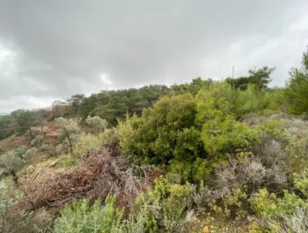 2000 M² Olivenhain In Seferihisar Beyler – 200 Meter Vom Dorfzentrum Entfernt!