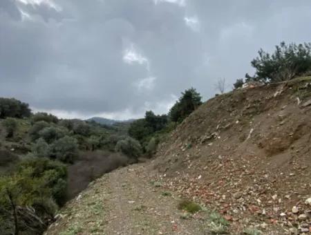 2000 M² Olivenhain In Seferihisar Beyler – 200 Meter Vom Dorfzentrum Entfernt!