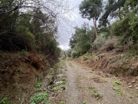 2000 M² Olivenhain In Seferihisar Beyler – 200 Meter Vom Dorfzentrum Entfernt!