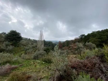 2000 M² Olivenhain In Seferihisar Beyler – 200 Meter Vom Dorfzentrum Entfernt!