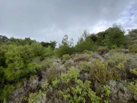2000 M² Olivenhain In Seferihisar Beyler – 200 Meter Vom Dorfzentrum Entfernt!