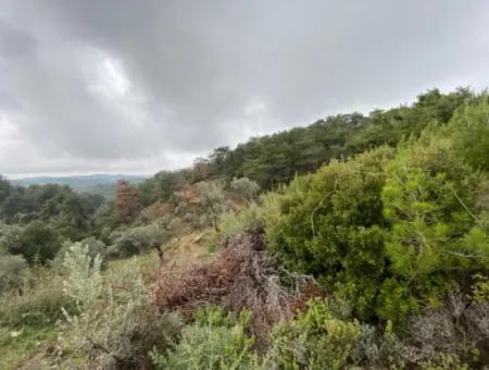2000 M² Olivenhain In Seferihisar Beyler – 200 Meter Vom Dorfzentrum Entfernt!