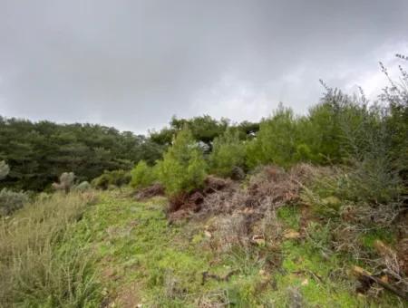 2000 M² Olivenhain In Seferihisar Beyler – 200 Meter Vom Dorfzentrum Entfernt!