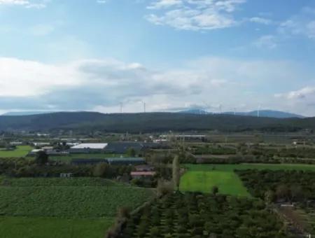 Freistehendes Haus Zum Verkauf In Einem 2200 M² Grossen Tangerine-Garten Im Viertel Seferihisar Düzce