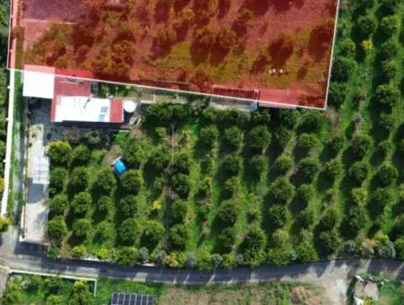 Freistehendes Haus Zum Verkauf In Einem 2200 M² Grossen Tangerine-Garten Im Viertel Seferihisar Düzce