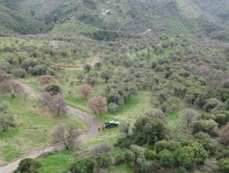 Seferihisar Ulamış Stadtteil – Olivenhain Zum Verkauf In Der Nähe Des Damms, Breite Straßenfront, Talblick