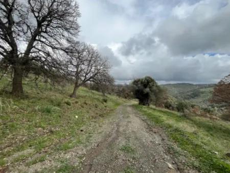 Seferihisar Ulamış Stadtteil – Olivenhain Zum Verkauf In Der Nähe Des Damms, Breite Straßenfront, Talblick