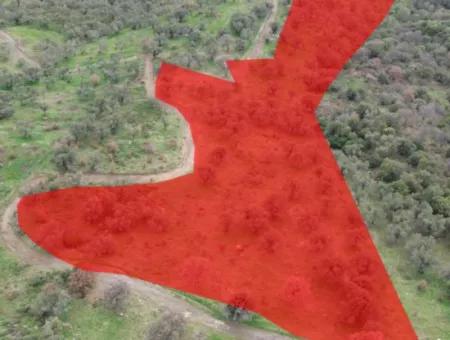 Seferihisar Ulamış Stadtteil – Olivenhain Zum Verkauf In Der Nähe Des Damms, Breite Straßenfront, Talblick