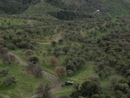 Seferihisar Ulamış Stadtteil – Olivenhain Zum Verkauf In Der Nähe Des Damms, Breite Straßenfront, Talblick