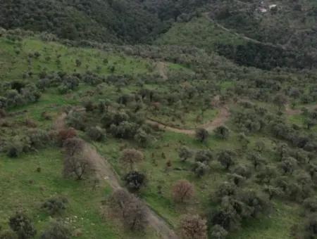Seferihisar Ulamış Stadtteil – Olivenhain Zum Verkauf In Der Nähe Des Damms, Breite Straßenfront, Talblick