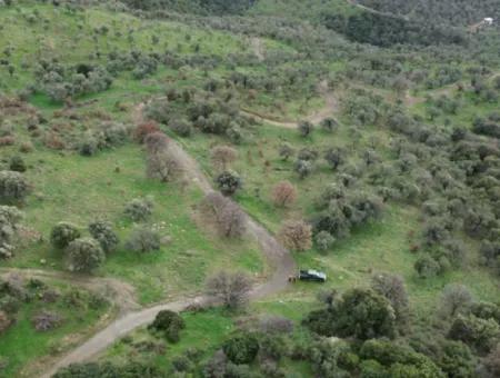 Seferihisar Ulamış Stadtteil – Olivenhain Zum Verkauf In Der Nähe Des Damms, Breite Straßenfront, Talblick
