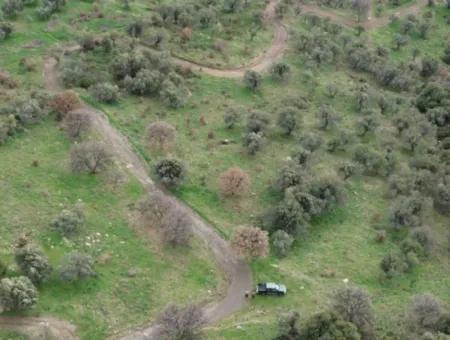 Seferihisar Ulamış Stadtteil – Olivenhain Zum Verkauf In Der Nähe Des Damms, Breite Straßenfront, Talblick