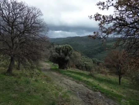 Seferihisar Ulamış Stadtteil – Olivenhain Zum Verkauf In Der Nähe Des Damms, Breite Straßenfront, Talblick