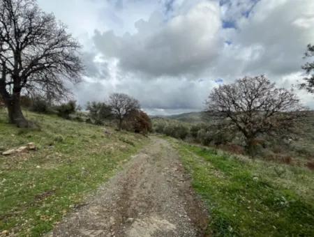Seferihisar Ulamış Stadtteil – Olivenhain Zum Verkauf In Der Nähe Des Damms, Breite Straßenfront, Talblick