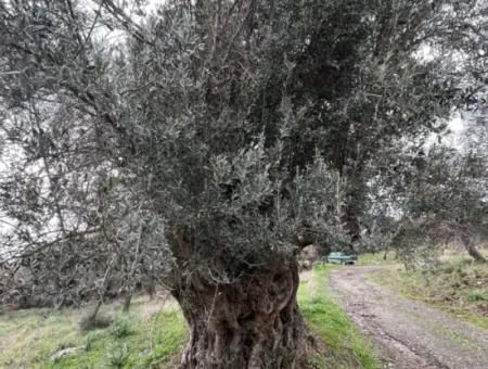 Seferihisar Ulamış Stadtteil – Olivenhain Zum Verkauf In Der Nähe Des Damms, Breite Straßenfront, Talblick