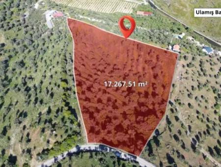 Oliven Zum Verkauf In Seferihisar Ulamış | Tal Und Seeblick