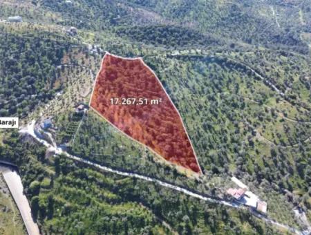 Oliven Zum Verkauf In Seferihisar Ulamış | Tal Und Seeblick