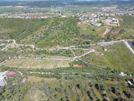 Oliven Zum Verkauf In Seferihisar Ulamış | Tal Und Seeblick