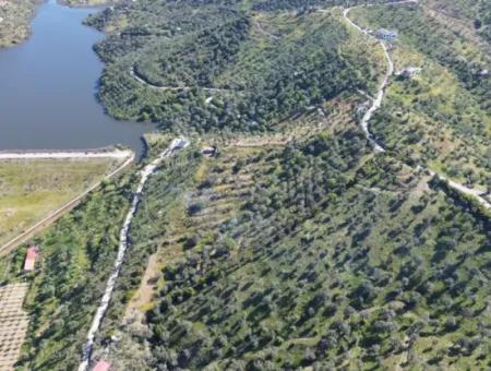 Oliven Zum Verkauf In Seferihisar Ulamış | Tal Und Seeblick