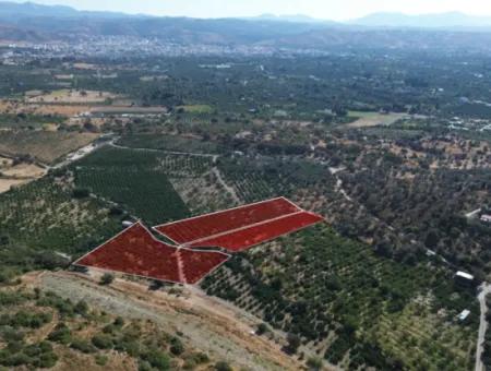 12,901 M² Tangerine Garden Im Gebiet Seferihisar Sığacık Taşdibi