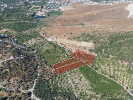 12,901 M² Tangerine Garden Im Gebiet Seferihisar Sığacık Taşdibi