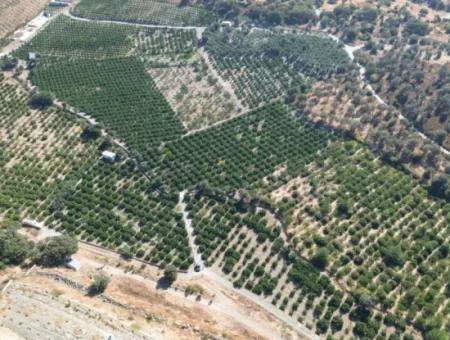 12,901 M² Tangerine Garden Im Gebiet Seferihisar Sığacık Taşdibi