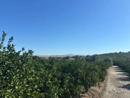 12,901 M² Tangerine Garden Im Gebiet Seferihisar Sığacık Taşdibi