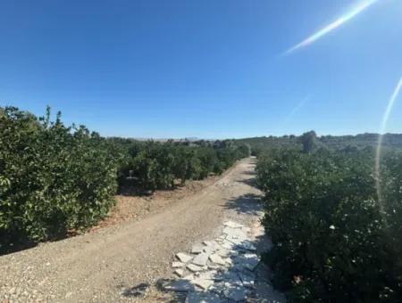 12,901 M² Tangerine Garden Im Gebiet Seferihisar Sığacık Taşdibi
