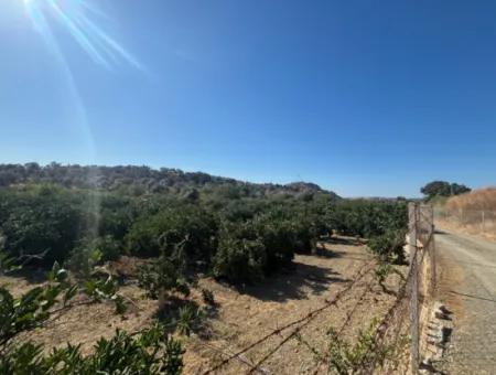 12,901 M² Tangerine Garden Im Gebiet Seferihisar Sığacık Taşdibi