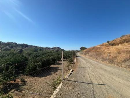 12,901 M² Tangerine Garden Im Gebiet Seferihisar Sığacık Taşdibi