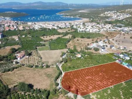 6.474 M² Mandarinengarten In Seferihisar Siğacik Karagöl – Ort Taşdibi