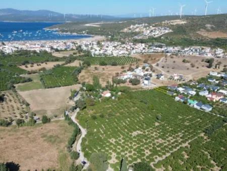 6.474 M² Mandarinengarten In Seferihisar Siğacik Karagöl – Ort Taşdibi
